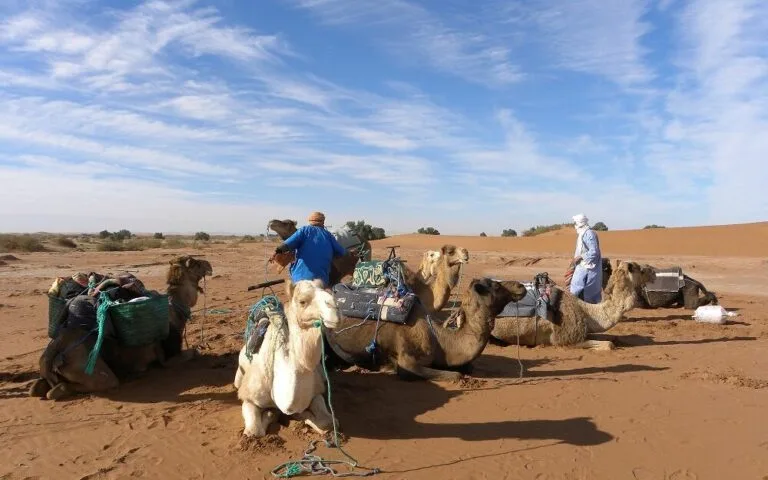 Désert du Sahara Maroc caravane de dromadaires